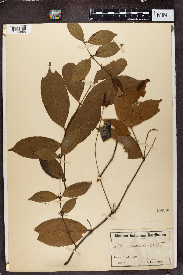 Salacia debilis image