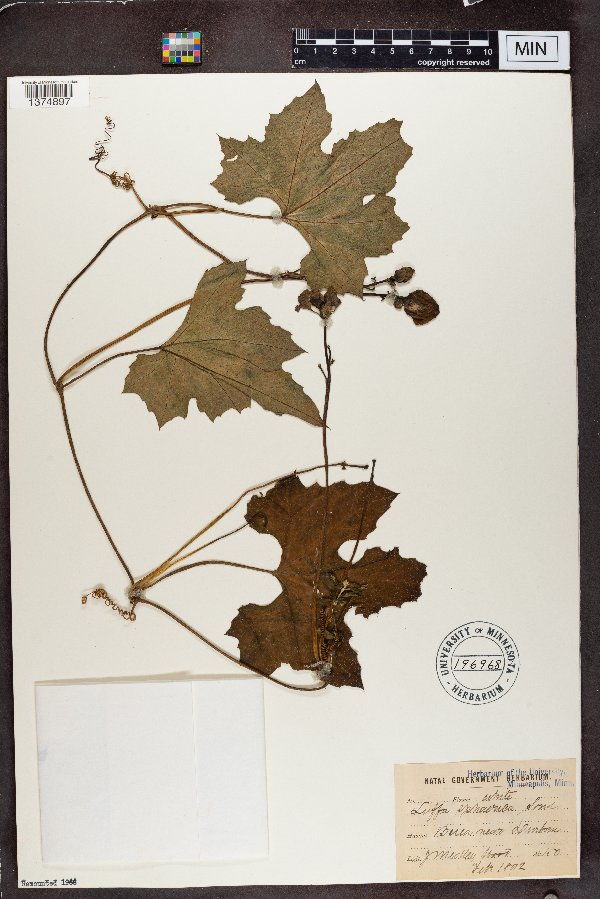 Lagenaria sphaerica image