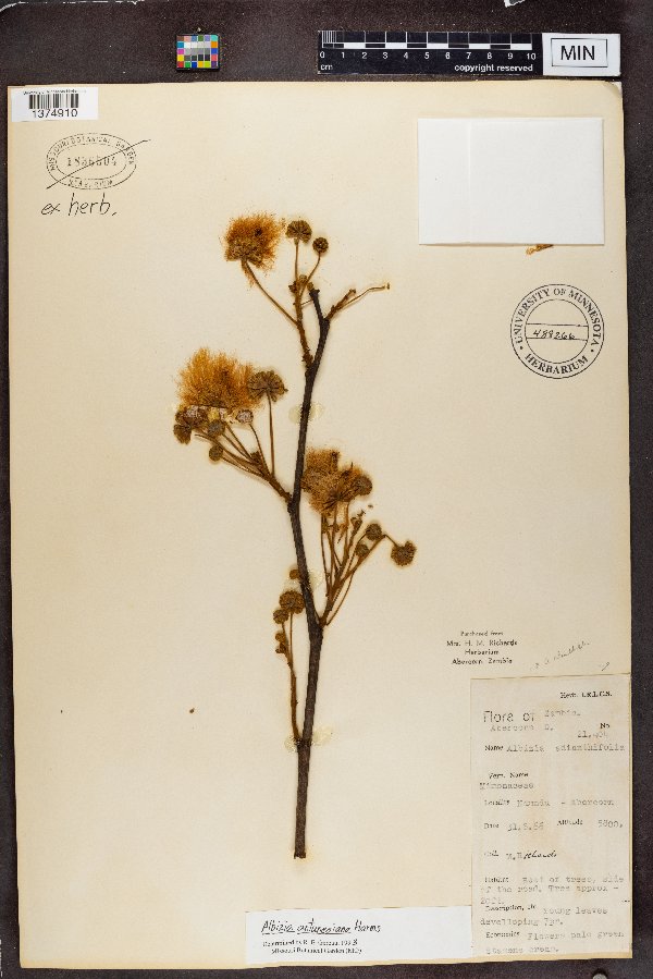 Albizia adianthifolia image