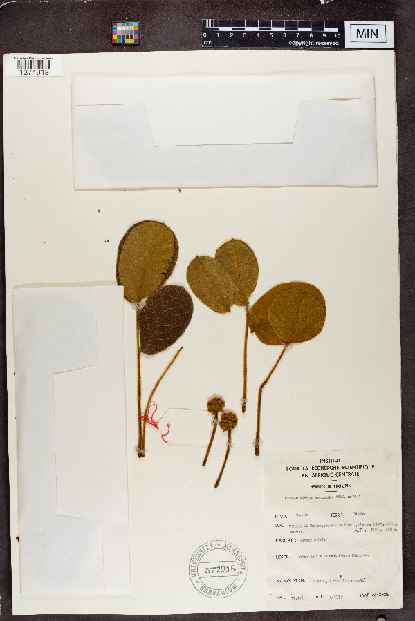 Albizia versicolor image