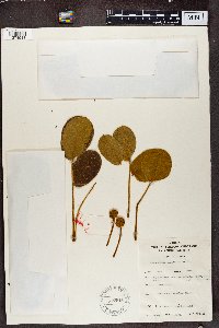 Image Associated With the Occurrence