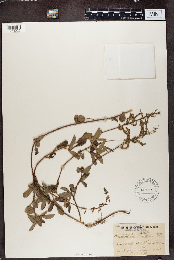 Desmodium incanum image