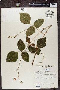 Hylodesmum repandum image