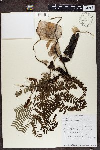 Image of Entada chrysostachys
