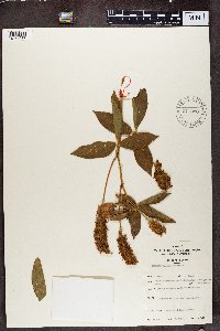 Image of Eriosema montanum