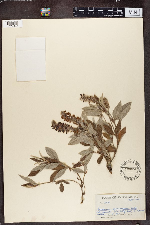 Eriosema image