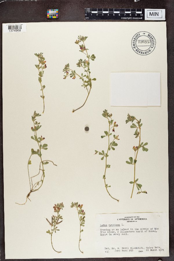 Lotus arabicus image