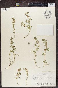 Media resource of Lotus arabicus