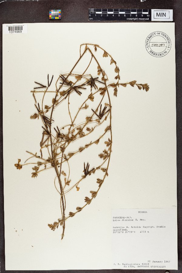 Lotus discolor image