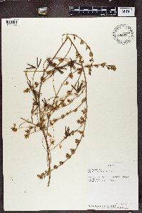 Media resource of Lotus discolor