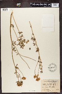 Lotus discolor image