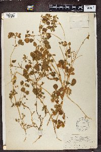 Medicago denticulata image