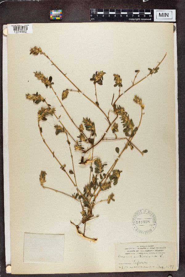 Ononis mitissima image