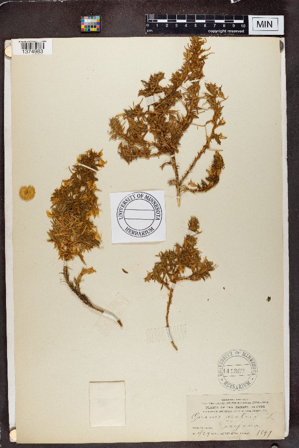 Ononis natrix image