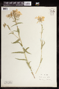 Phlox pilosa image