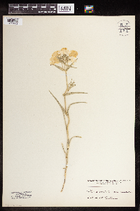 Media resource of Phlox maculata