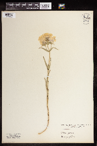 Phlox pilosa image