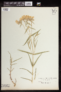 Phlox pilosa image