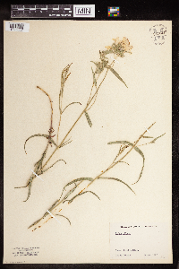 Phlox pilosa image