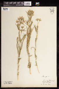 Phlox pilosa image