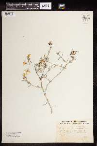 Image of Phlox bifida