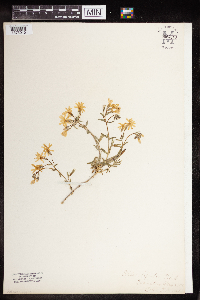 Phlox bifida image