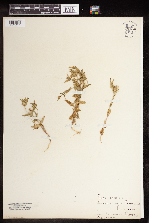 Phlox gracilis image