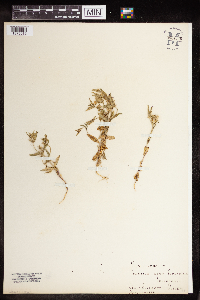 Image of Phlox gracilis