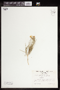 Image of Phlox viridis