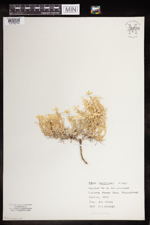 Phlox multiflora image