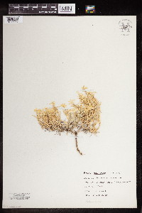 Image of Phlox multiflora