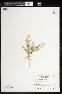 Image of Phlox nana