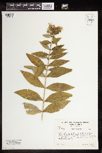 Phlox paniculata image