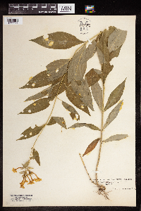 Phlox paniculata image