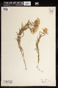 Phlox pilosa image