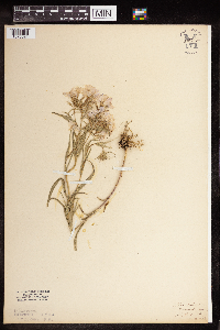 Phlox pilosa image