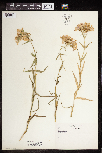 Phlox pilosa image