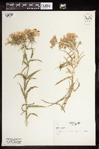 Phlox pilosa image