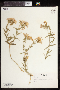 Phlox pilosa image