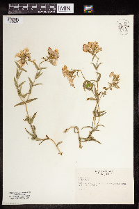 Phlox pilosa image