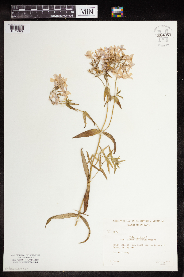 Phlox pilosa var. virens image