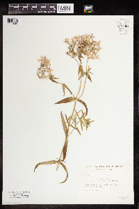 Phlox pilosa image