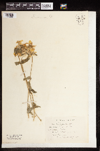 Phlox pilosa image