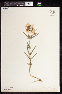 Phlox pilosa image
