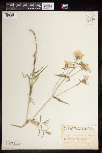 Phlox pilosa image