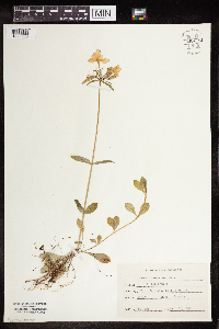 Phlox stolonifera image