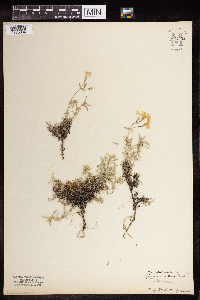 Phlox subulata image