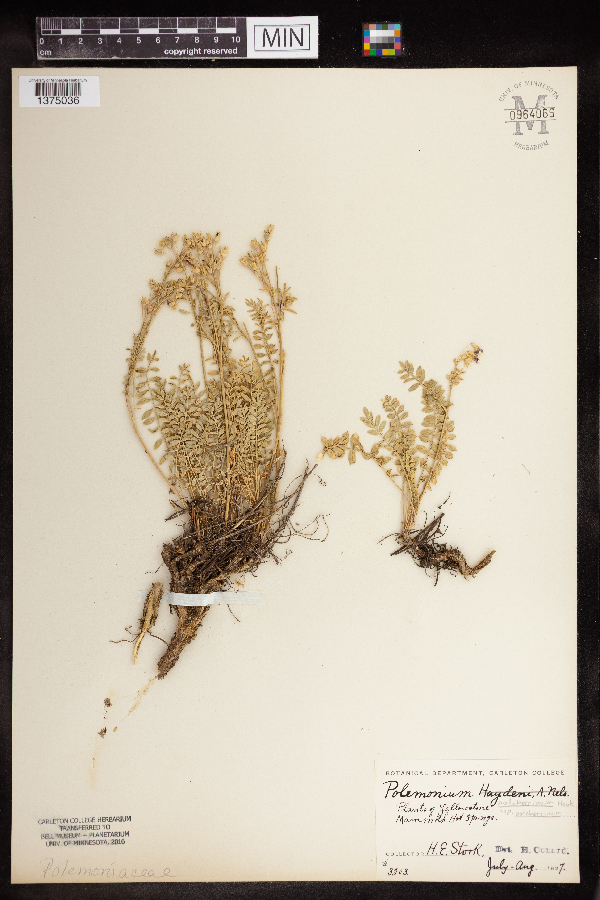 Polemonium pulcherrimum var. pulcherrimum image