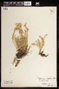 Polemonium pulcherrimum image