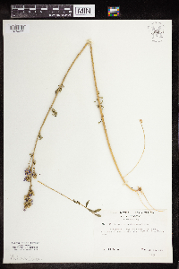 Polemonium occidentale image